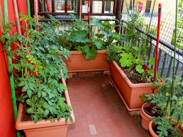 Nos conseils pour installer un potager dans votre jardin privé